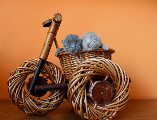 Informace ke koťátkům v naší CHS