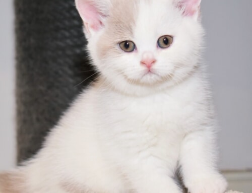 Máme volnou kočičku!