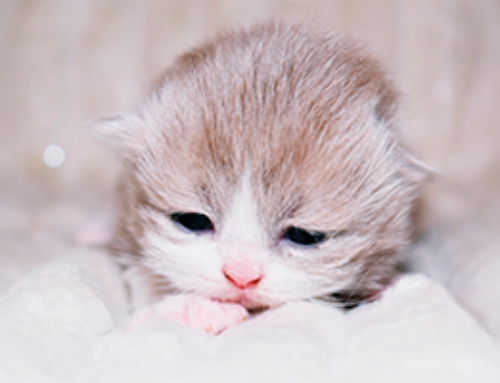 Koťátka – vrh „Z3“